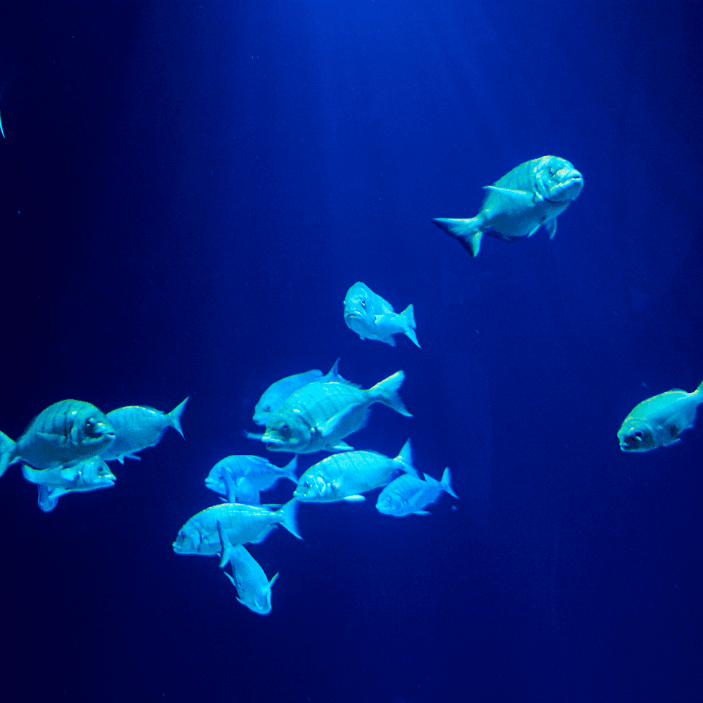 Oceanic Aquarium em Balneário Camboriú